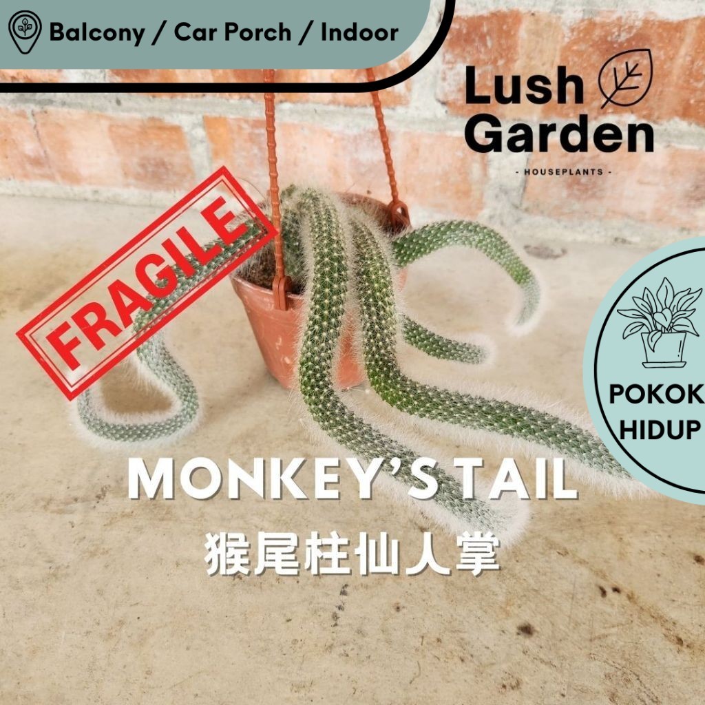 Monkey Tail Cactus / Cleistocactus Colademononis 猴尾柱仙人掌 105mm Pot Hanging Live Plant Pokok Hiasan [L