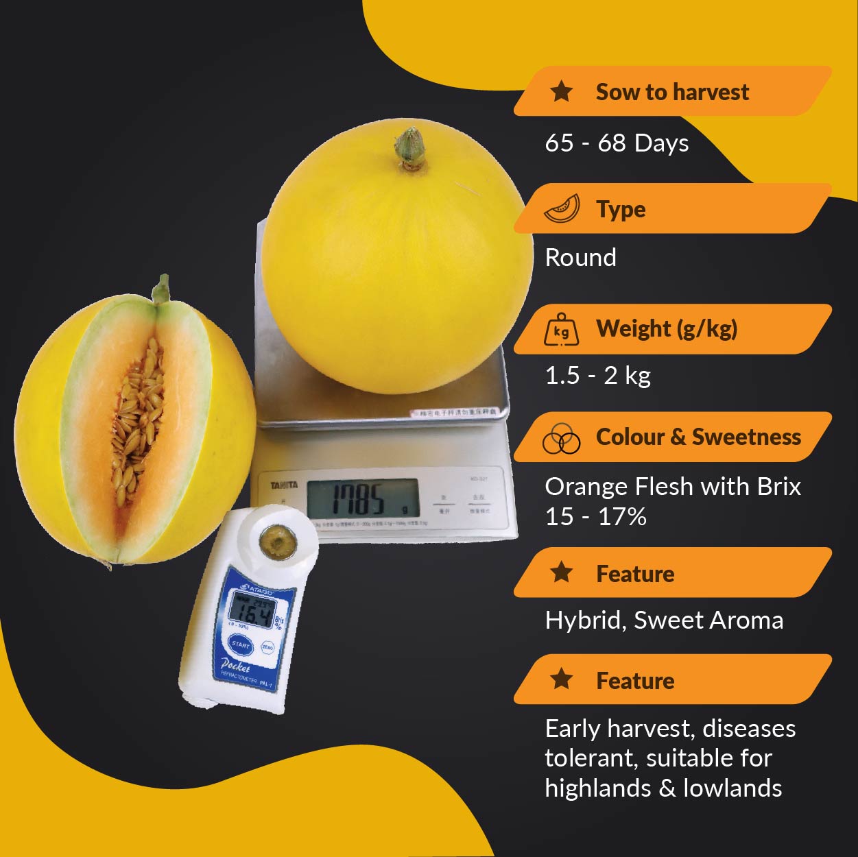 Benih Melon Mas M66 [100 seeds] Soon Huat Seeds | Soon Huat Seeds
