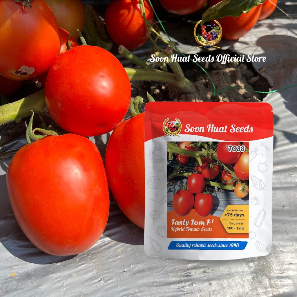 Small Pack] TO88 Benih Tomato Tasty Tom Soon Huat Seeds | Soon