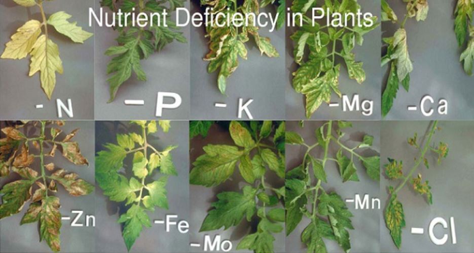 Identifying Nutrient Deficiency in Plants | WHT Wellgrow Seeds