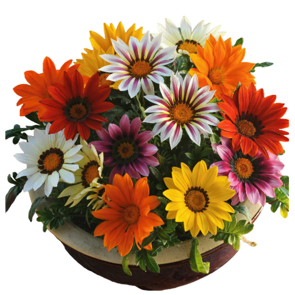 Gazania | WHT Wellgrow Seeds