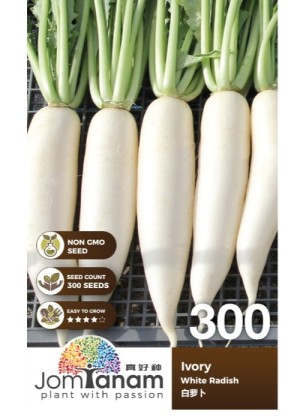 White Radish Ivory (300sds) [JT300] | WHT Wellgrow Seeds