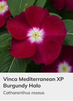 Vnca seeds pacfca xp seres lpstck mx – Artoft
