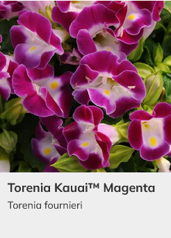 thumbnail interactive-video image 1 of Torenia Kauai White Seeds – 50 Pelleted Seeds For Partial Shade, Spring & Summer Bloom 1 of 2