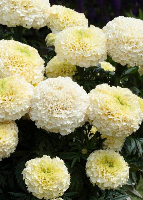 Marigold Whitegold Max Clipped (1000sds) | WHT Wellgrow Seeds