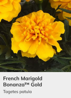 marigoldsさん専用2 1000 Marigold Bonanza Mixture Detailed (1000sds) | WHT Wellgrow Seeds