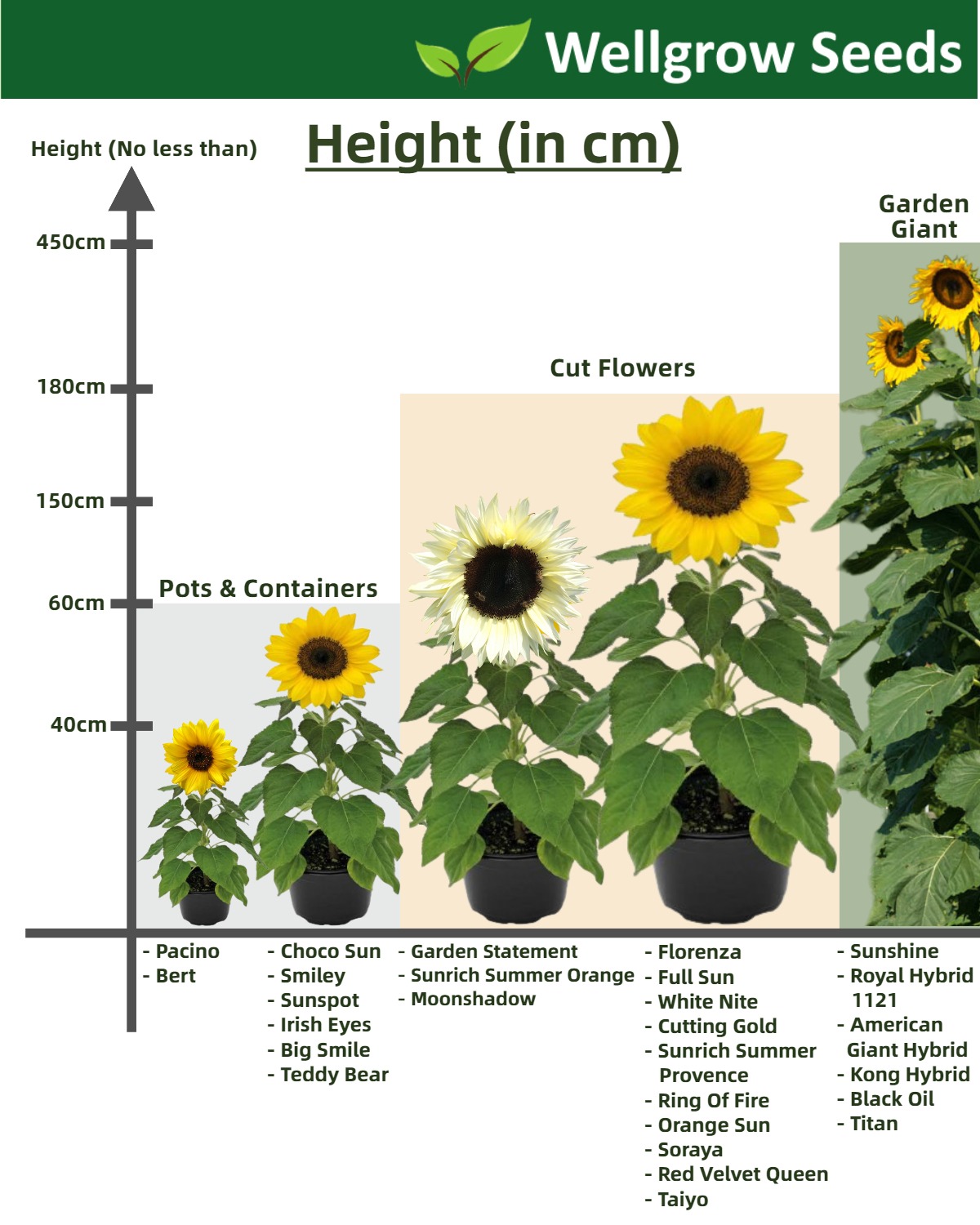 Helianthus Sunrich Lemon Summer F1 (1000sds) | WHT Wellgrow Seeds