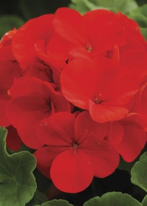 Geranium Ringo Geranium Ringo 2000 Deep Scarlet (1000sds) | WHT Wellgrow Seeds