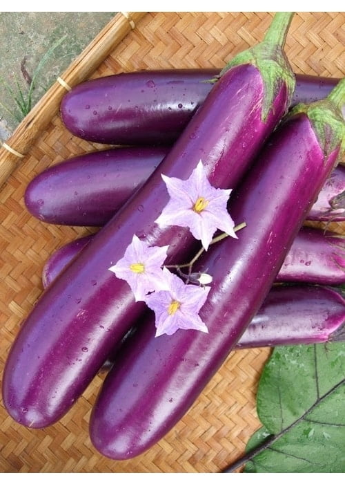 Eggplant Long ( 50 seeds) [GW302] | WHT Wellgrow Seeds