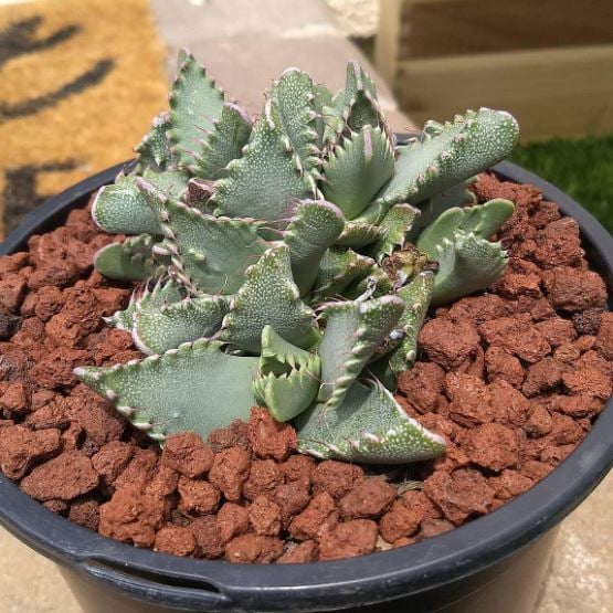 21L 1-3mm Red Lava Rock Fine (Gunny) Volcanic stone/pasir malang/Cactus  succulent stone  | WHT Wellgrow Seeds