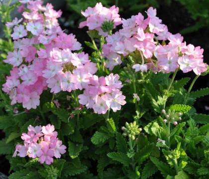 pinktea  Sanguna® Mega Hot Pink | Syngenta Flowers