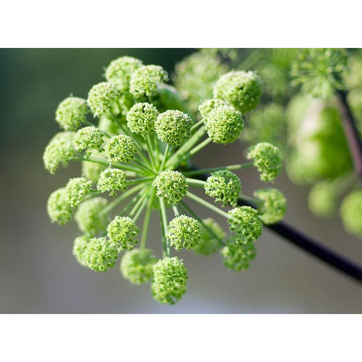AngelIca Amazon.com: Angelica Root - 450 mg (100 Capsules, ZIN: 510948) - 3