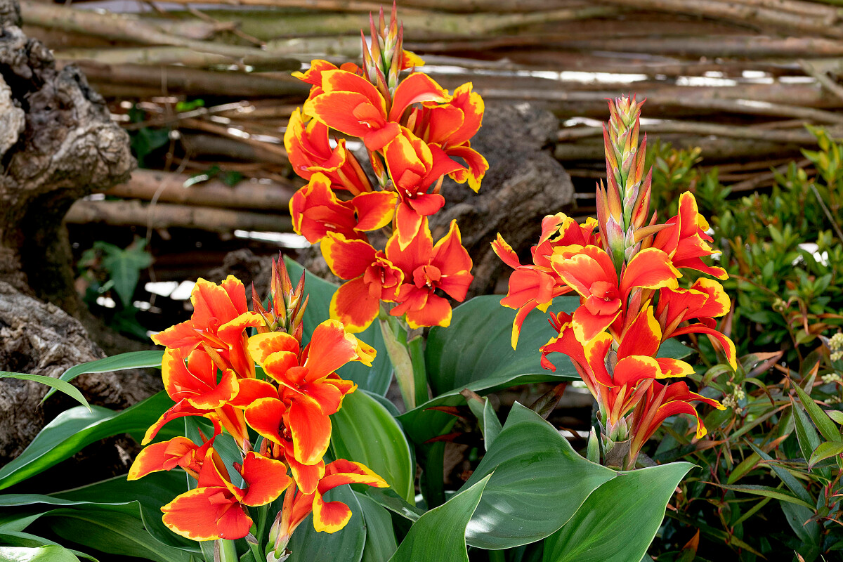 Canna Cannova Type Red Golden Flame Coated (100sds) | WHT Wellgrow