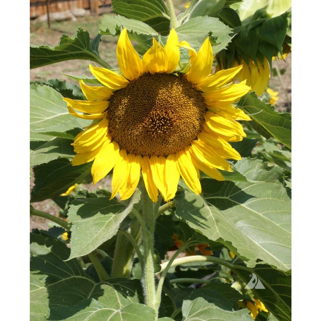 sunflower専用 Maison MIHARA YASUHIRO ONLINE STORE（ミハラヤスヒロオンライン