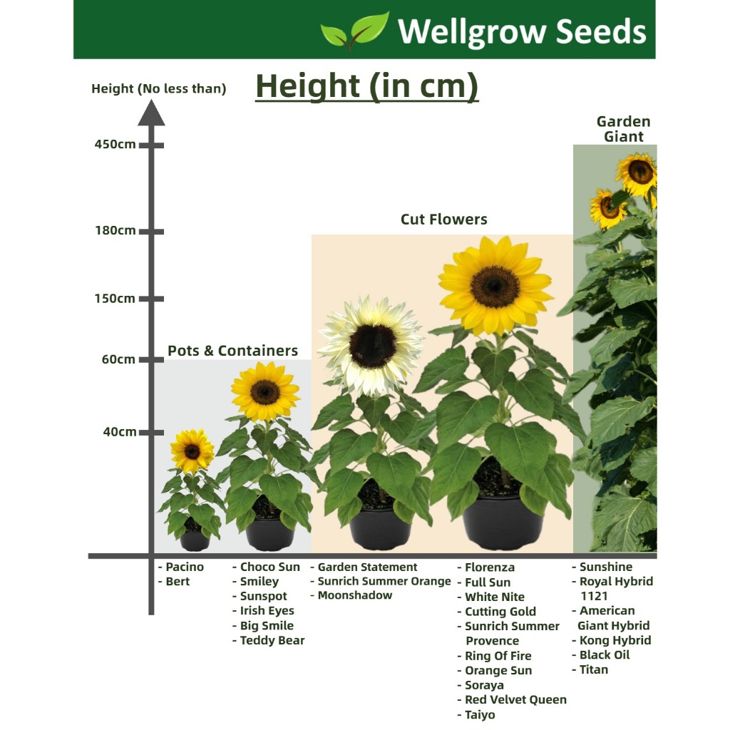 Helianthus Sunspot (58gm, ≈1k sds) 向日葵: 太阳黑子
