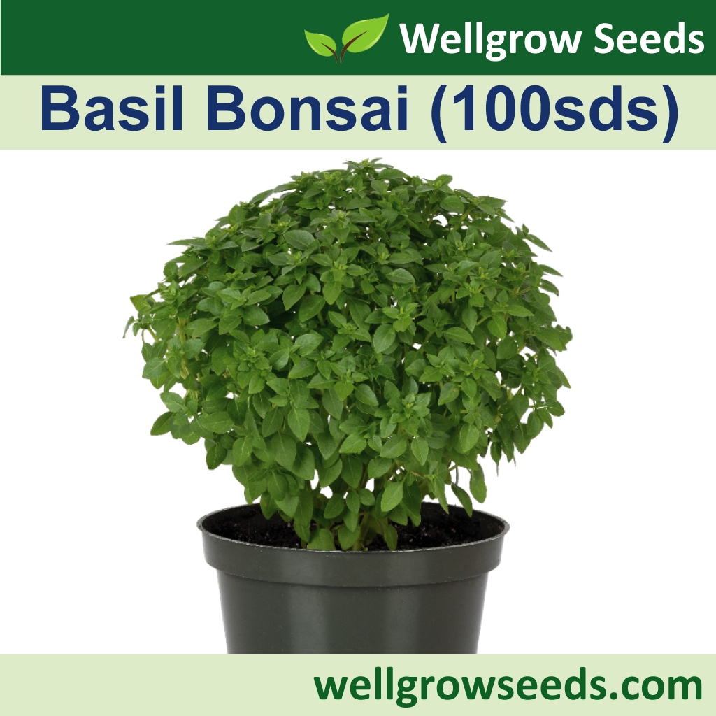 Basil Bonsai Assorted  Biji Benih Selasih Herb Seeds Wellgrow Seeds |  WHT Wellgrow Seeds