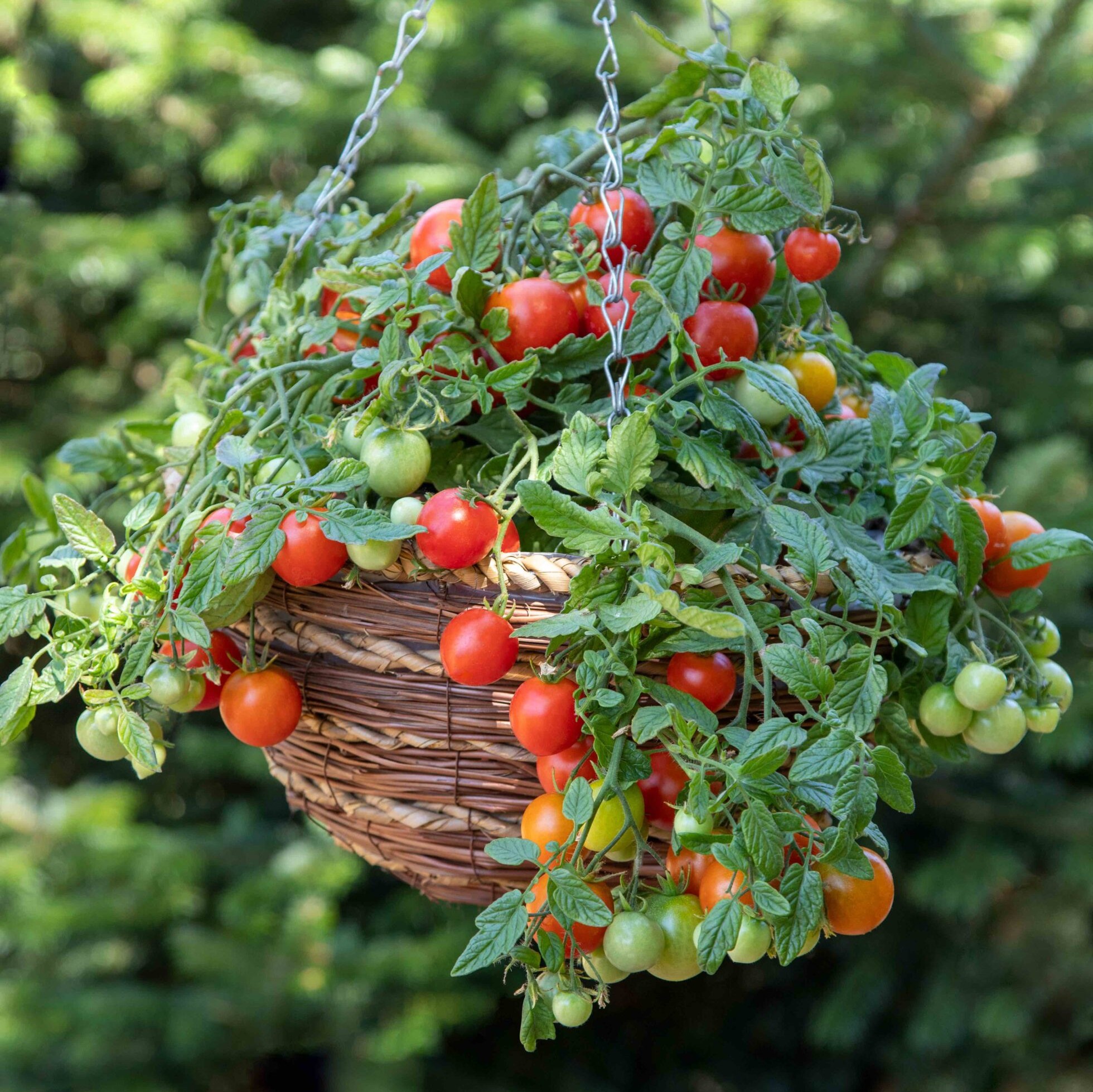 ロッド Summer tomato 600x451x90-TSX-