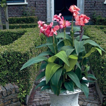 Canna | WHT Wellgrow Seeds