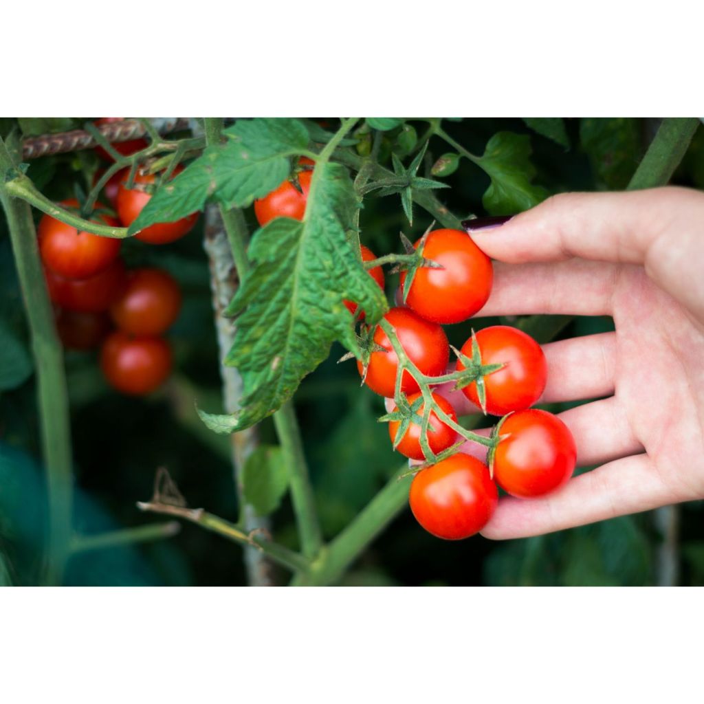 Tomato Cherry Small Red (0.15gm, ≈100sds) 小红樱桃番茄