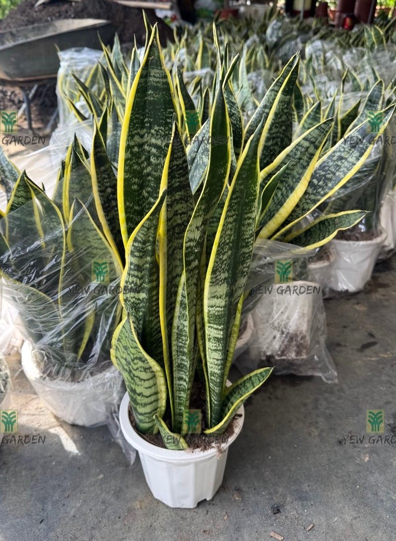 Sansevieria Superba | YEW GARDEN SDN BHD