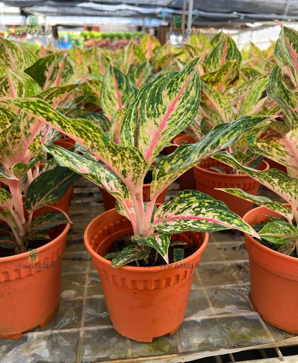 Aglaonema Butterfly | YEW GARDEN SDN BHD