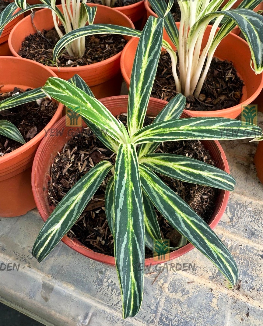 Aglaonema Bamboo | YEW GARDEN SDN BHD