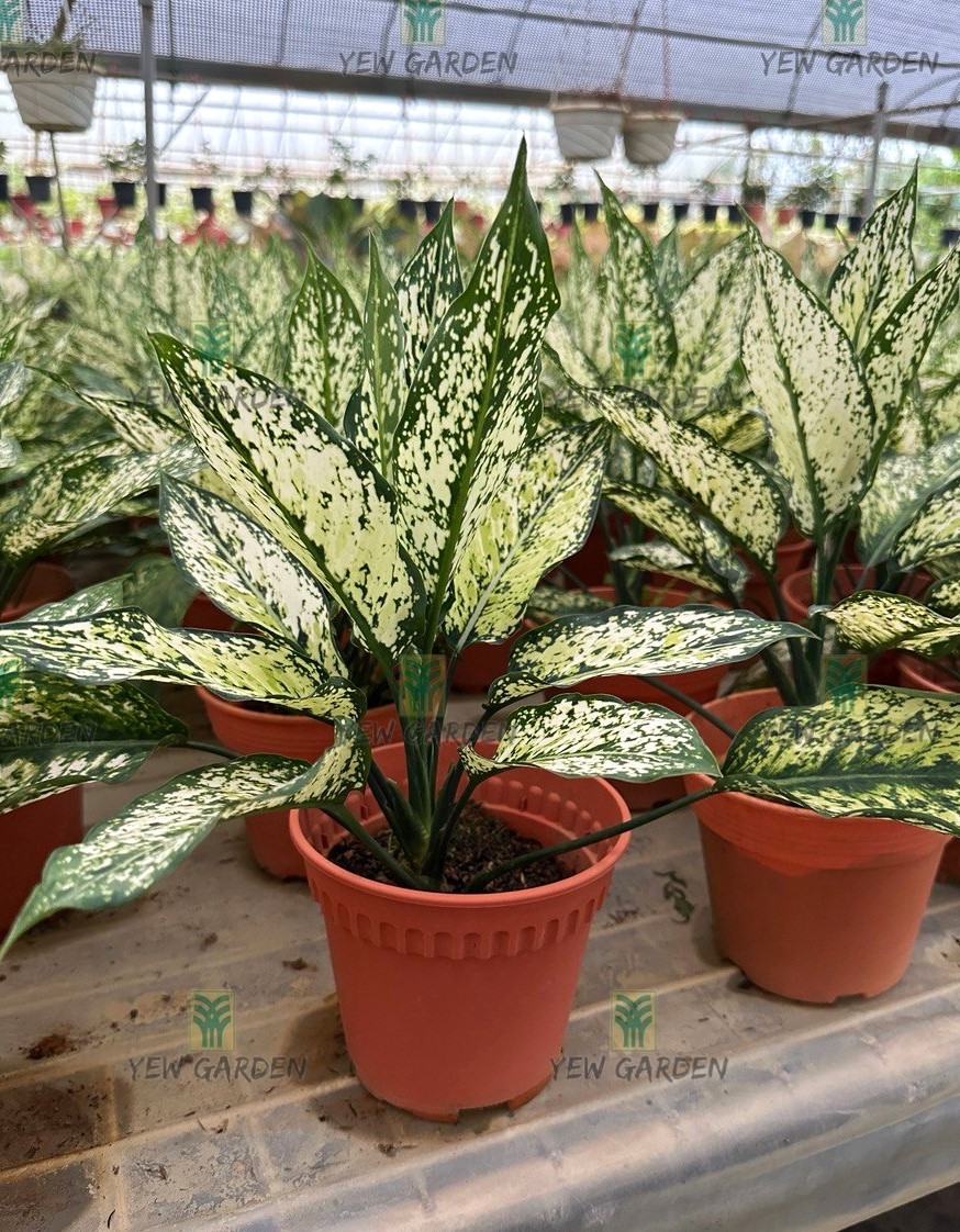Aglaonema Snow White | YEW GARDEN SDN BHD
