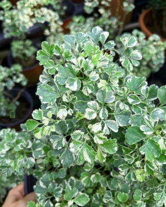 syngonium panda variegata Syngonium Panda, Exact Plant Variegated  Canopy Gems