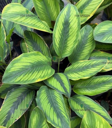 Calathea Beauty Star | YEW GARDEN SDN BHD