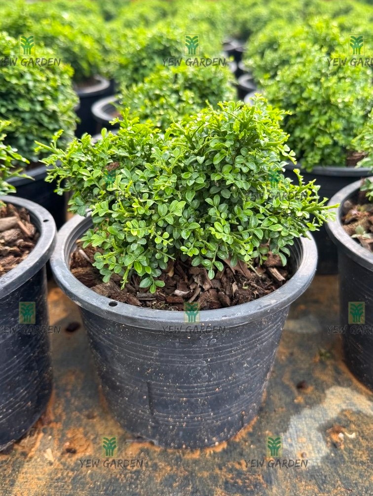 rock bonsai trees 12" Juniper With Rock Feature